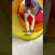 4ヶ月の保護子猫と姉猫に新しいトンネルを見せたら、早速こうなりました🐱 #shorts  #子猫動画 #保護子猫