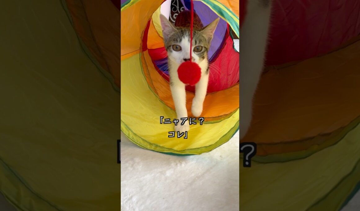 4ヶ月の保護子猫と姉猫に新しいトンネルを見せたら、早速こうなりました🐱 #shorts  #子猫動画 #保護子猫