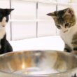 子猫にドライアイスを見せたらどんな反応をするのか!?