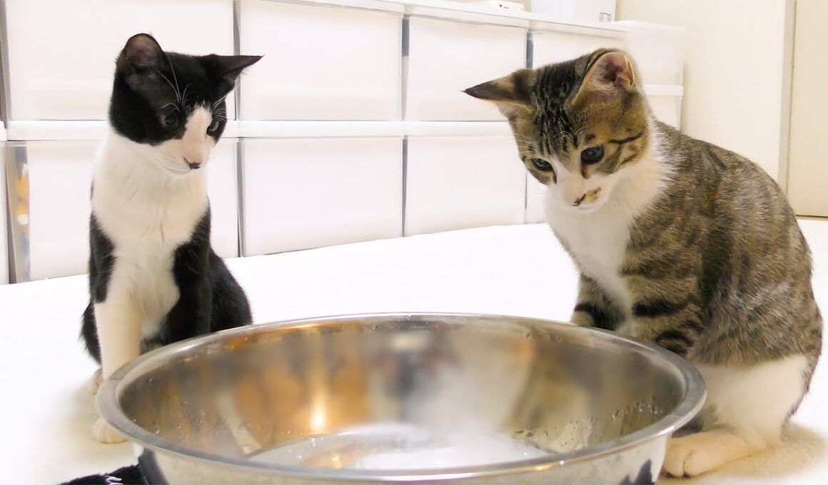 子猫にドライアイスを見せたらどんな反応をするのか！？