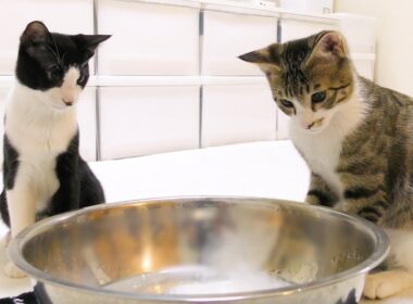 子猫にドライアイスを見せたらどんな反応をするのか!?