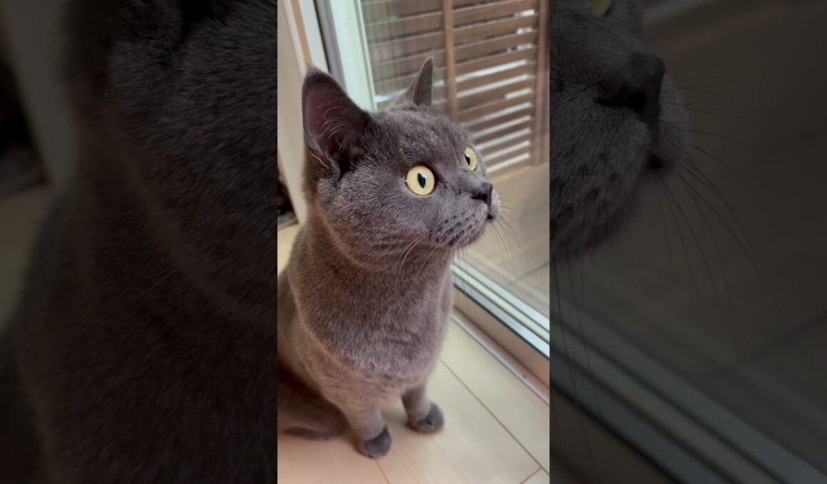 みんな俺の家族だぜ【 ブリティッシュショートヘア 】  #shortvideo #ブリティッシュショートヘア #猫 #ねこ好き