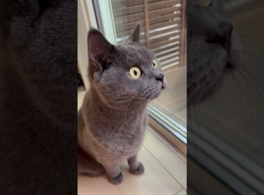 みんな俺の家族だぜ【 ブリティッシュショートヘア 】  #shortvideo #ブリティッシュショートヘア #猫 #ねこ好き