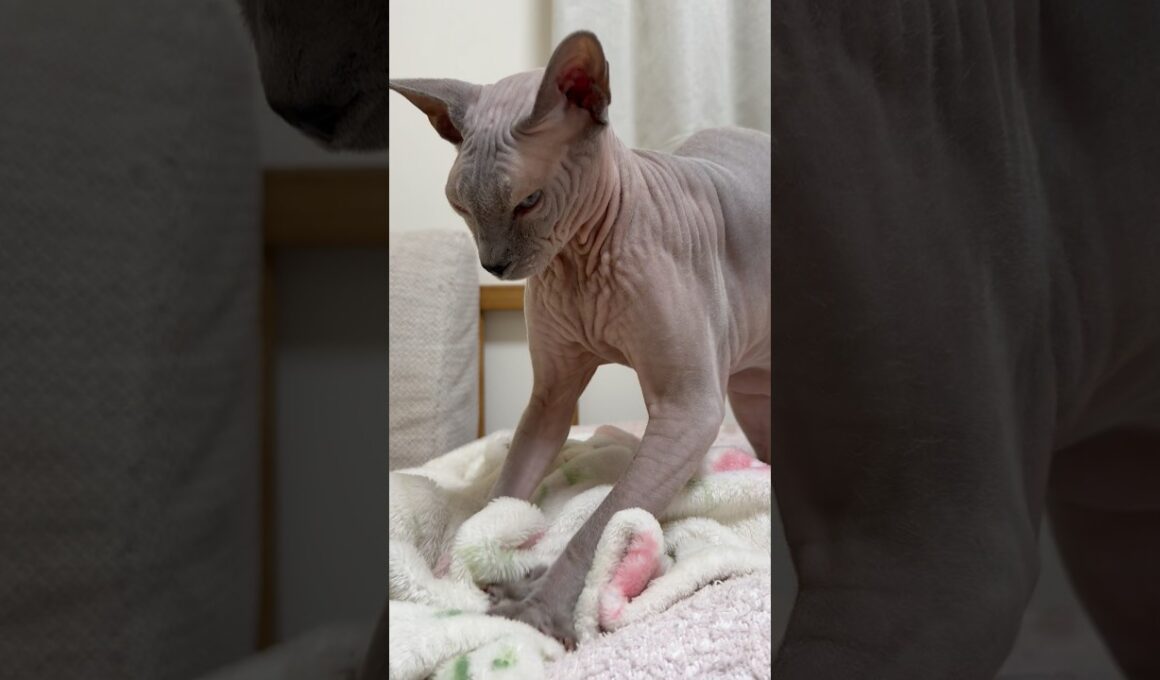 ふみふみする猫スルタン【スフィンクス】