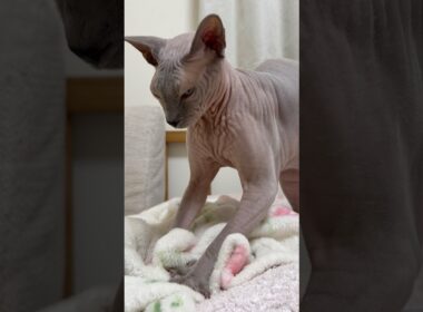 ふみふみする猫スルタン【スフィンクス】