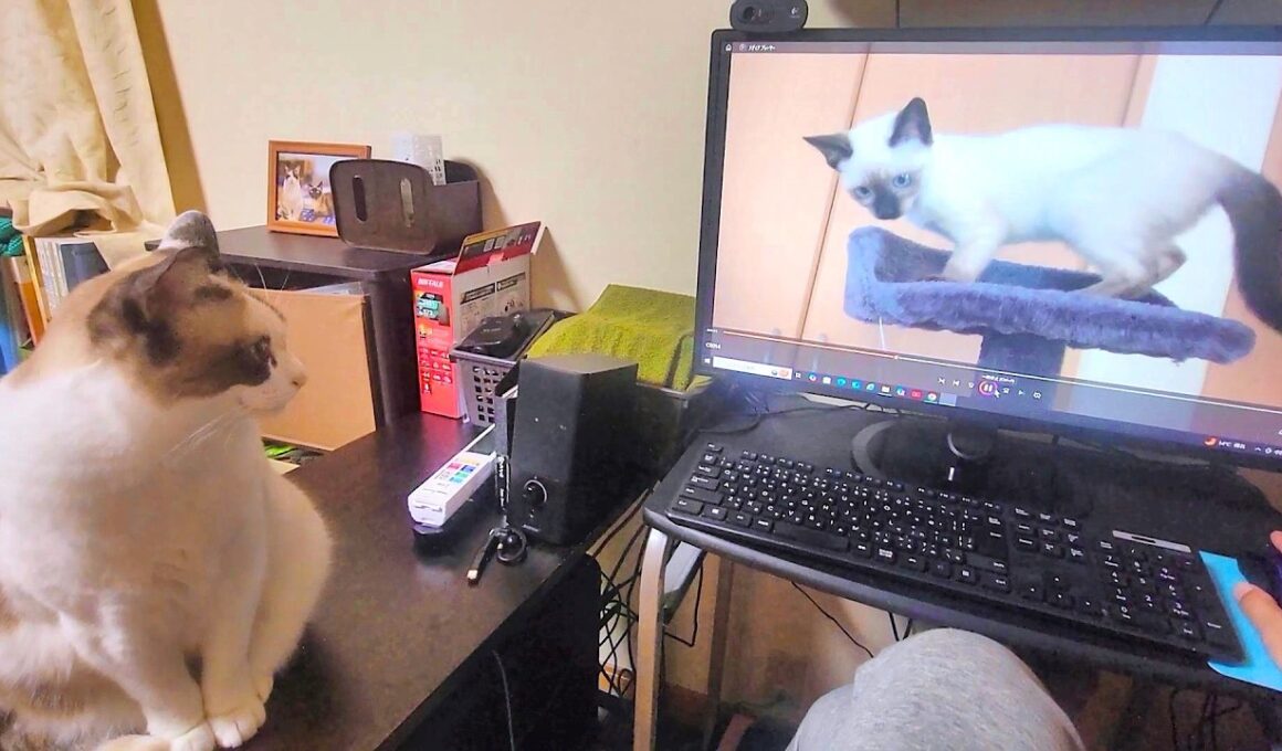 画面の中のシャム子猫と目が合ってドキッとするペポ🐈📺