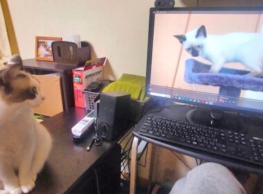 画面の中のシャム子猫と目が合ってドキッとするペポ🐈📺