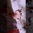 日向ぼっこ#シャム猫#ねこ#猫#cat#Shorts