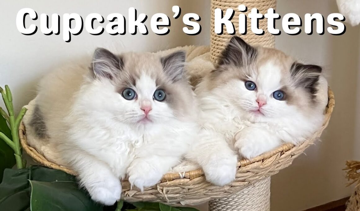 母猫と遊ぶラグドールの子猫 | とってもかわいい | 12週間