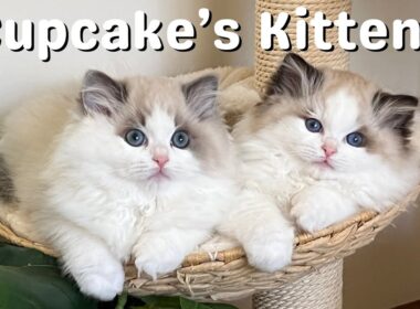 母猫と遊ぶラグドールの子猫 | とってもかわいい | 12週間