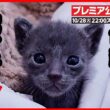 【子猫 保護】猫の島で生まれた 可愛い子猫達がやって来ました【前編】