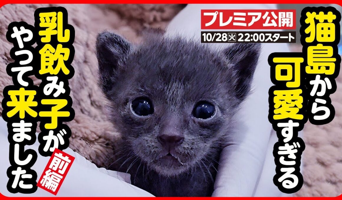 【子猫 保護】猫の島で生まれた 可愛い子猫達がやって来ました【前編】
