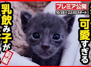 【子猫 保護】猫の島で生まれた 可愛い子猫達がやって来ました【前編】