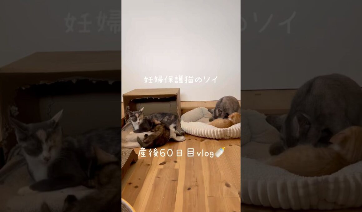 妊婦保護猫のソイ🤎産後６０日目vlog｜姉妹で子育て🍼お互いの子を大切にしていて素敵な姉妹🫶　#保護猫 #猫の出産 #妊娠猫 #子猫の成長記録 #cat #rescuecat