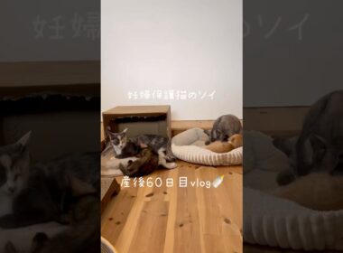 妊婦保護猫のソイ🤎産後６０日目vlog｜姉妹で子育て🍼お互いの子を大切にしていて素敵な姉妹🫶　#保護猫 #猫の出産 #妊娠猫 #子猫の成長記録 #cat #rescuecat