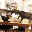 子猫が先住猫に受け入れられた日々の思い出