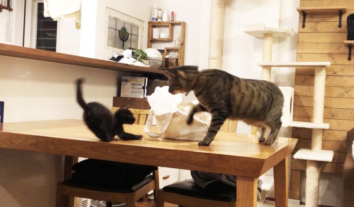 子猫が先住猫に受け入れられた日々の思い出