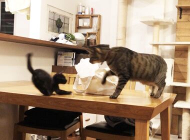 子猫が先住猫に受け入れられた日々の思い出