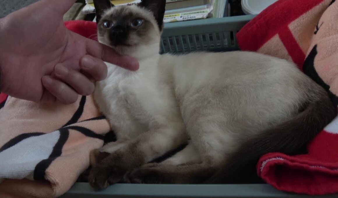 飼い主の手を不機嫌そうな表情で優しく噛みつくシャム子猫🙀😻🐾♬