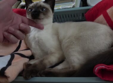 飼い主の手を不機嫌そうな表情で優しく噛みつくシャム子猫🙀😻🐾♬
