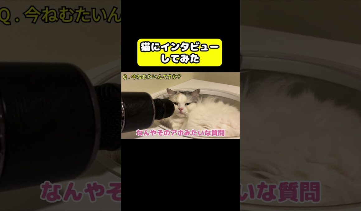 猫にインタビューしてみた　#猫 #おもしろ #アテレコ #ニャンチューバーつくし