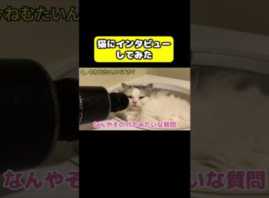 猫にインタビューしてみた #猫 #おもしろ #アテレコ #ニャンチューバーつくし