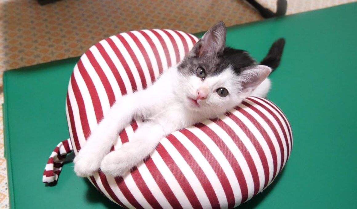 すっぽりハマって気持ちよさそうに眠る子猫【赤ちゃん猫　保護猫】