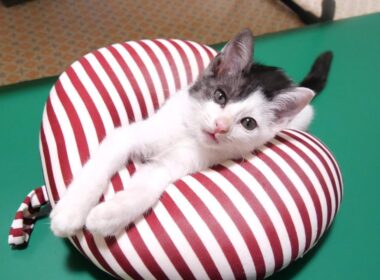 すっぽりハマって気持ちよさそうに眠る子猫【赤ちゃん猫　保護猫】