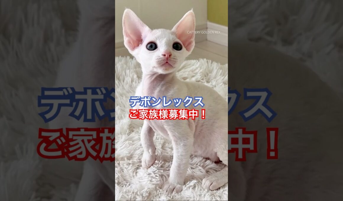 【デボンレックス子猫】ご家族様募集中 #デボンレックス #devonrex #デボンレックスブリーダー #shorts #goldenrex #子猫 #emeraldspirit #kitten