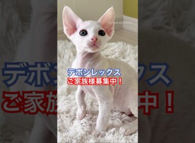 【デボンレックス子猫】ご家族様募集中 #デボンレックス #devonrex #デボンレックスブリーダー #shorts #goldenrex #子猫 #emeraldspirit #kitten
