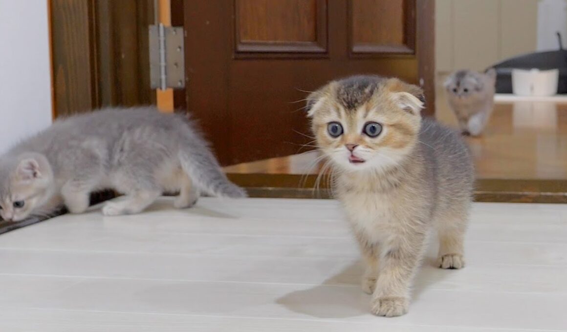 The kitten embarking on a great adventure in daddy cat's room was so cute!