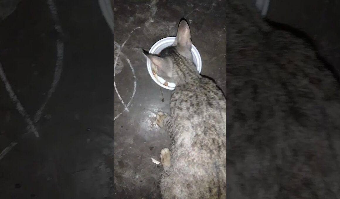 #Loyalty :Animals Protect Humans Human Protect's Animals | #CatQueen #CutenessOverload #CatLovers