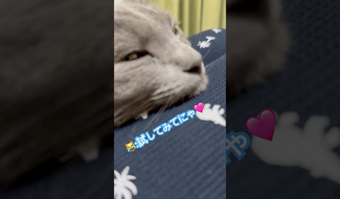 横顔美人❤️ #猫 #ロシアンブルー #猫のいる暮らし  #shorts