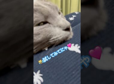 横顔美人❤️ #猫 #ロシアンブルー #猫のいる暮らし  #shorts