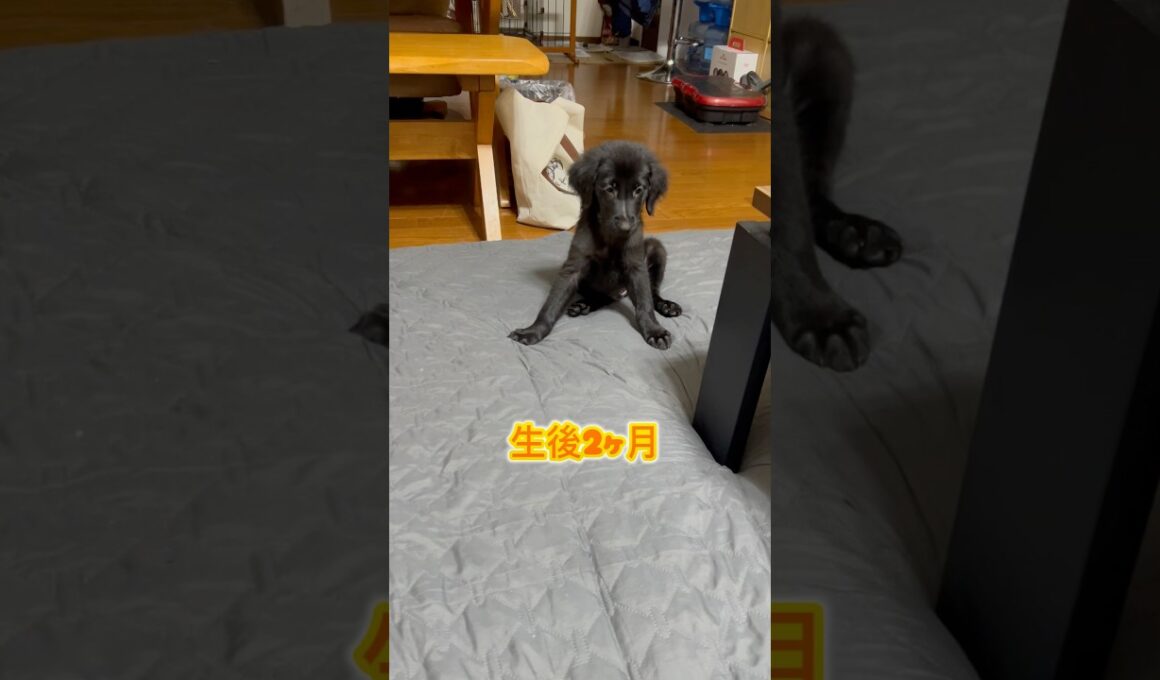 4ヶ月でこんなに大きくなったよ #フラットコーテッドレトリバー #dog