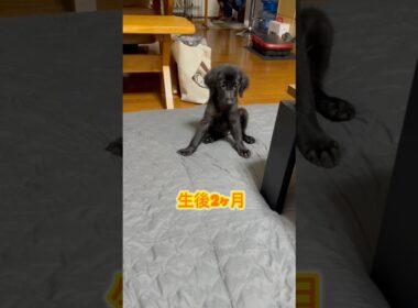4ヶ月でこんなに大きくなったよ #フラットコーテッドレトリバー #dog
