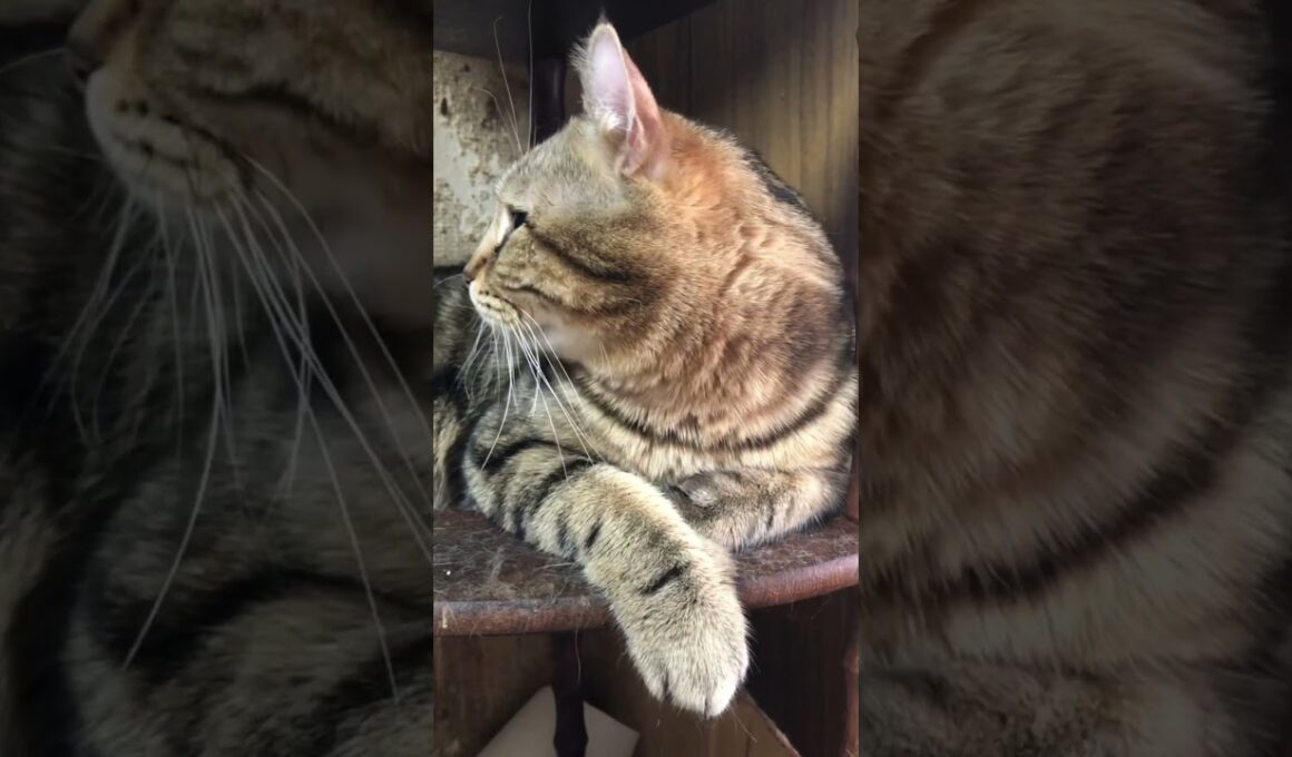 本日のアメリカンカール男の子