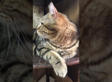 本日のアメリカンカール男の子