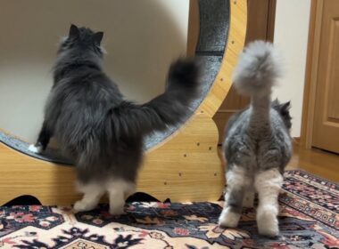 【遊びましょ♪】ビビり末っ子と、のんびり長男はキャットホイールで遊ばない…wwwノルウェージャンフォレストキャットとターキッシュアンゴラ