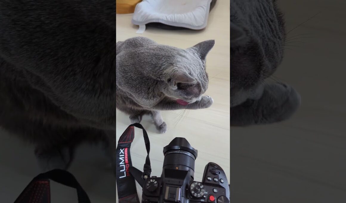 ロシアンブルーのココアさんに面接されたよ