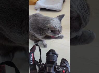 ロシアンブルーのココアさんに面接されたよ