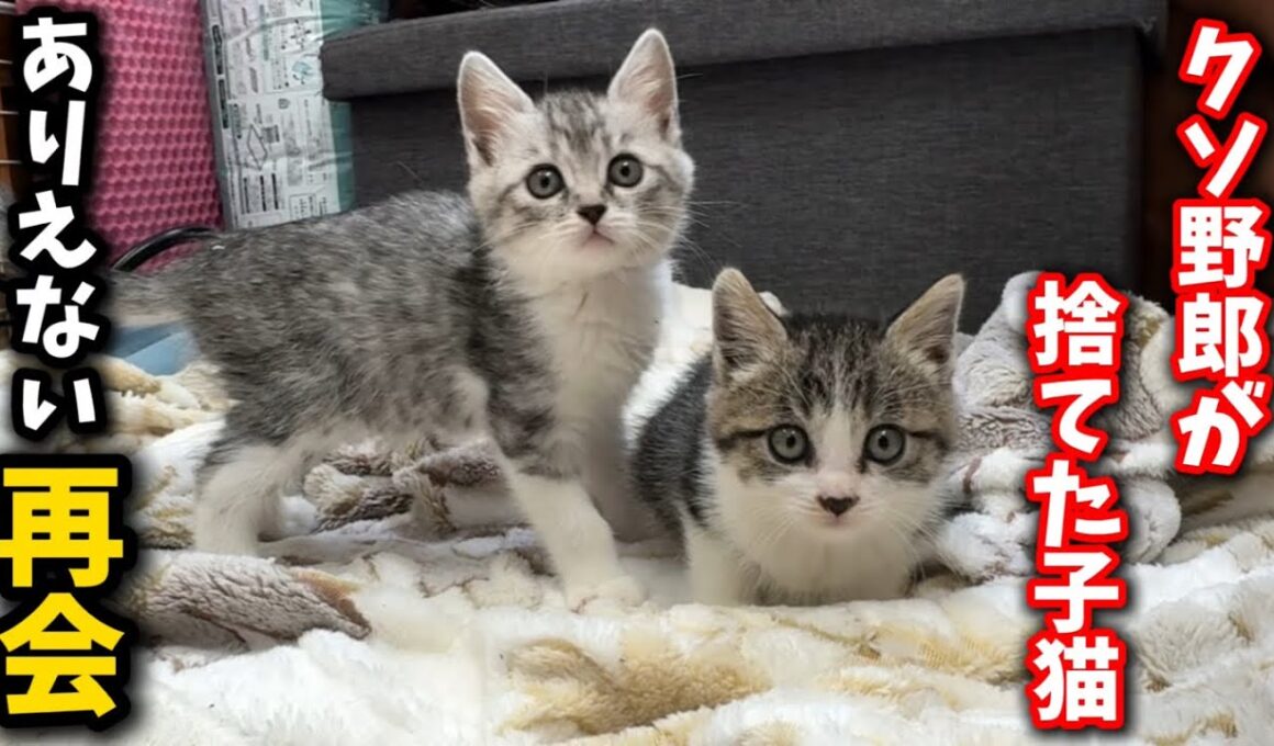別々の日に捨てられた子猫が運命的なな再会を果たしました