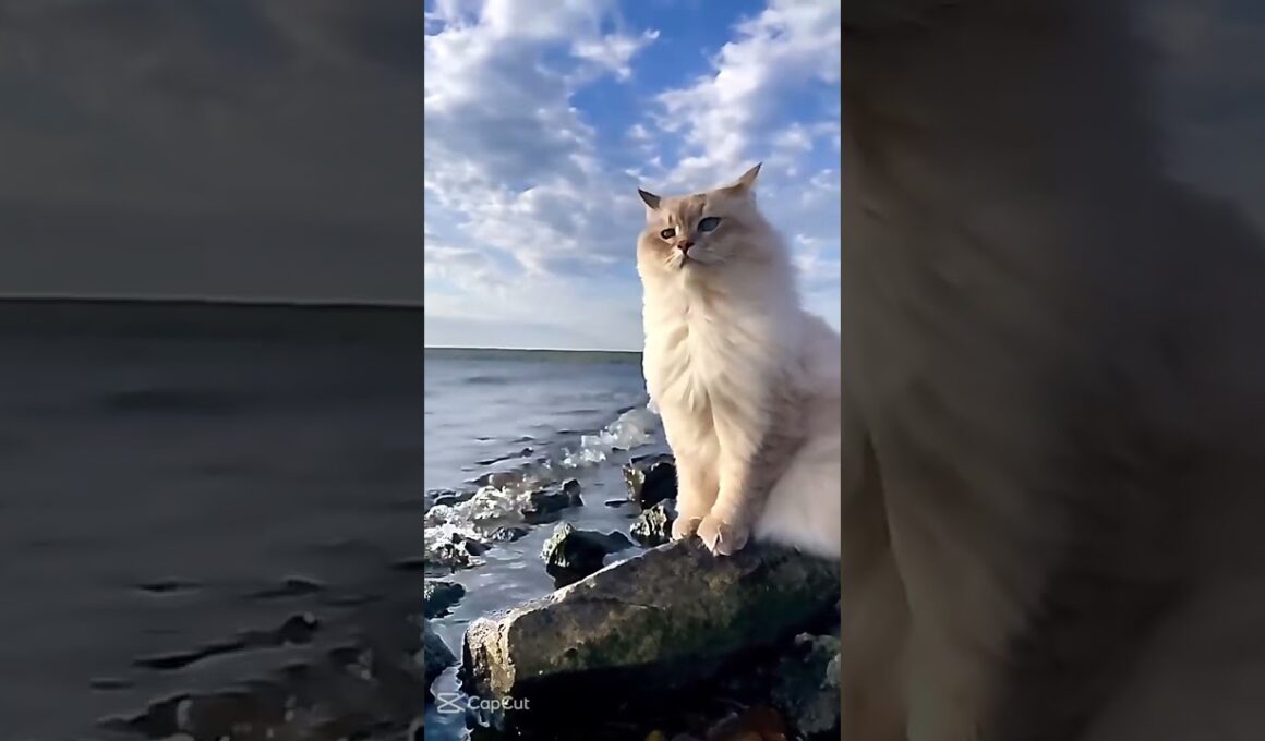 Cutest Cat Ever! 🐾 Funny & Cute Cat Movement Video ❤️ | #shorts #cat #foryou #pets #youtubeshorts