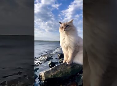 Cutest Cat Ever! 🐾 Funny & Cute Cat Movement Video ❤️ | #shorts #cat #foryou #pets #youtubeshorts