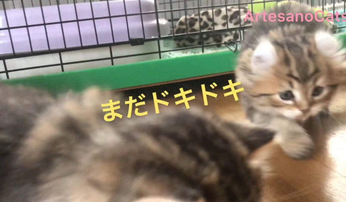 キンカロー(マンチカン×アメリカンカール) 子猫 リビングデビュー