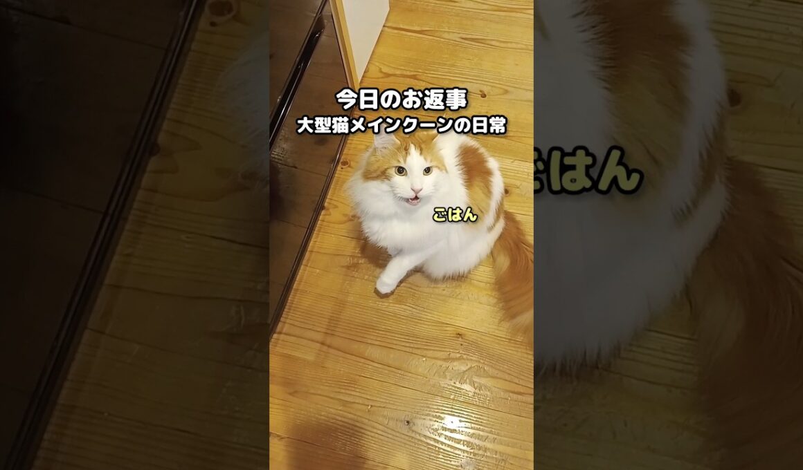 メインクーンの鳴き声 #shorts #メインクーン #猫 #猫のいる暮らし#cat #mainecoon #catlover​  #catshorts​ #cute​ #cutecat​ #fyp​