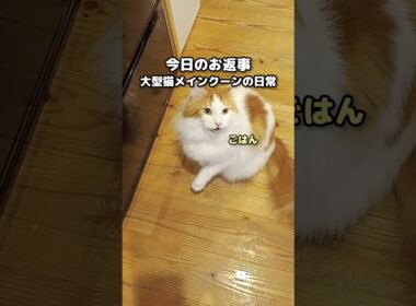 メインクーンの鳴き声 #shorts #メインクーン #猫 #猫のいる暮らし#cat #mainecoon #catlover​  #catshorts​ #cute​ #cutecat​ #fyp​
