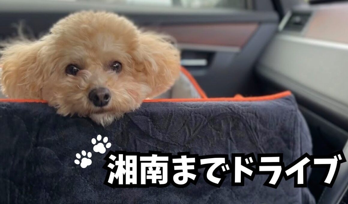 意地でも飼い主の方を見ていたいトイプードルがかわいすぎた【犬連れランチ】