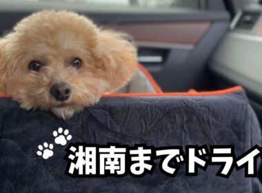 意地でも飼い主の方を見ていたいトイプードルがかわいすぎた【犬連れランチ】