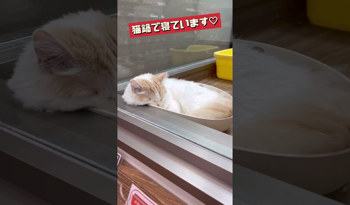 【ラガマフィン】猫鍋で気持ち良さそうに寝るラガマフィンくん